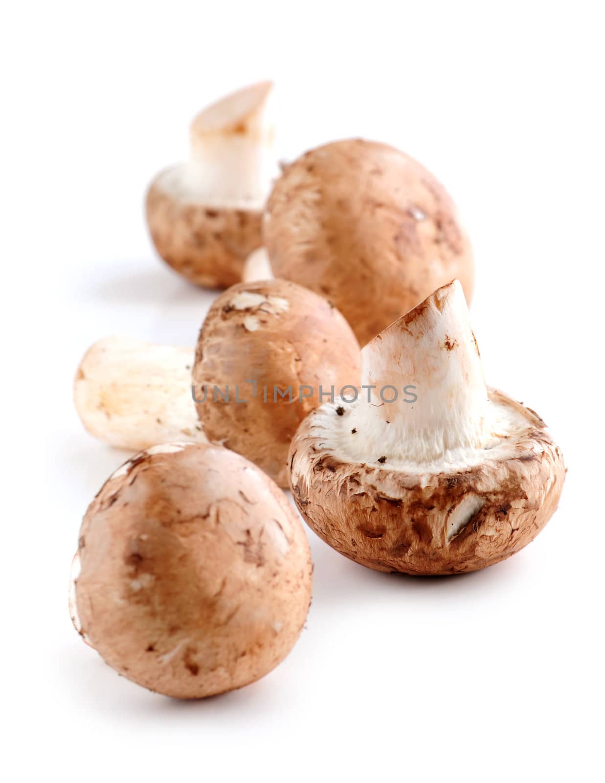 Brown cremini or young potrobello mushrooms isolated on white background