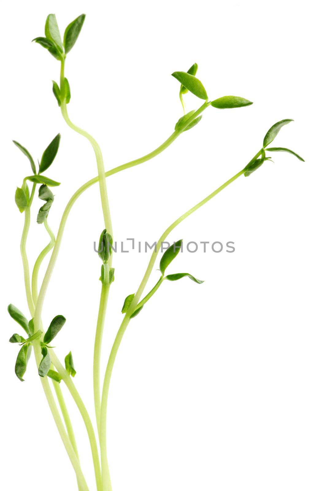 Green young pea sprouts isolated on white background