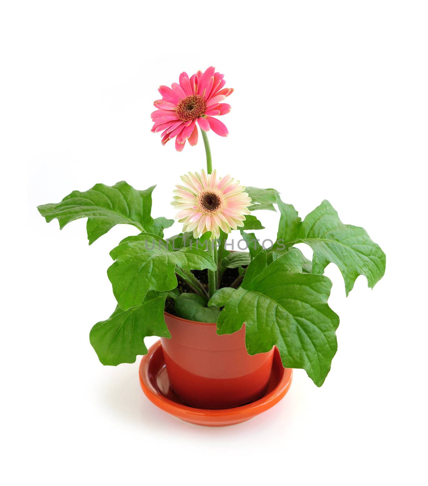 Potted houseplant pink gerbera isolated on white background