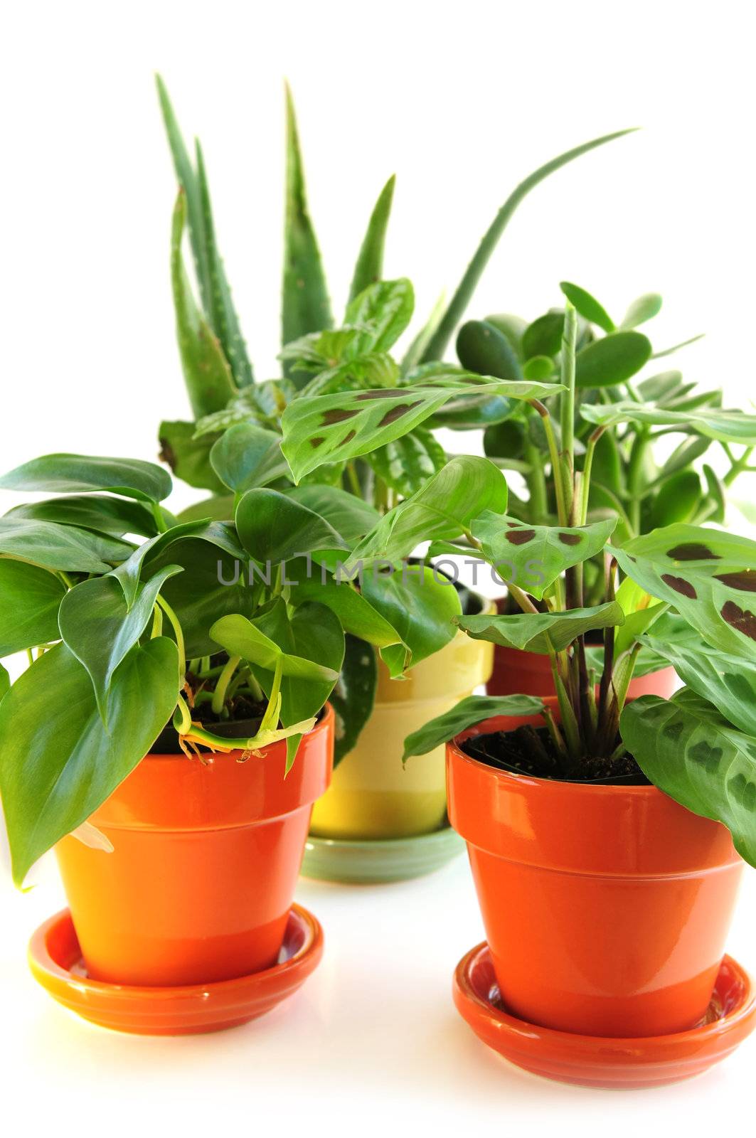 Assorted green houseplants in pots isolated on white background