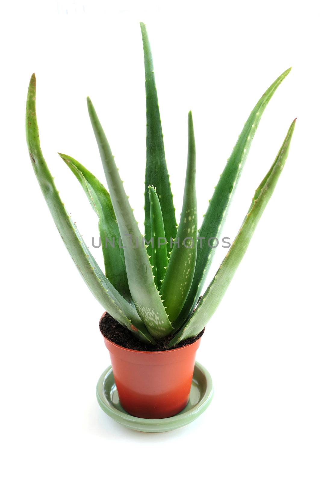 Aloe plant in a pot isolated on white background