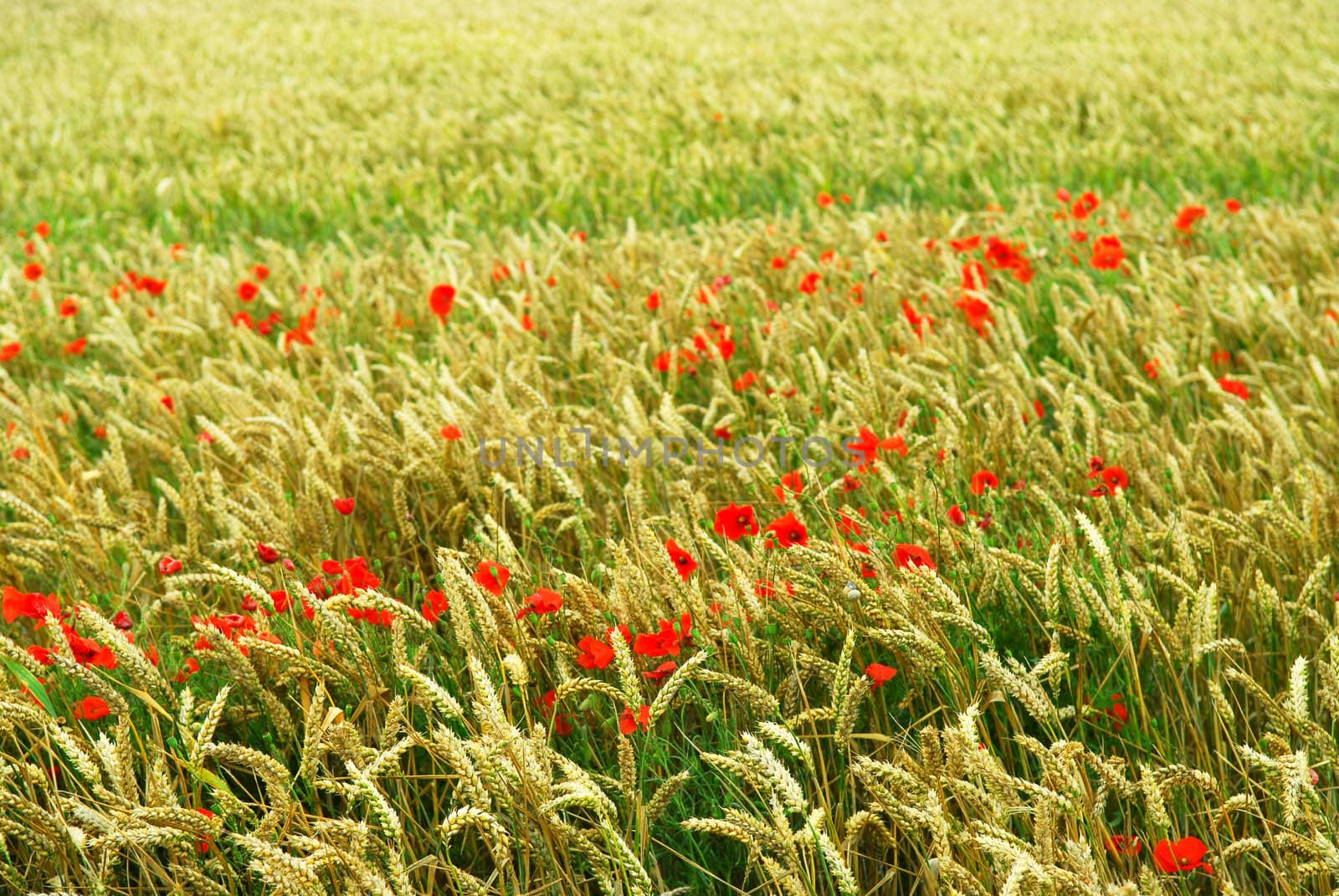 Red poppy flowers growing in green rye grain field