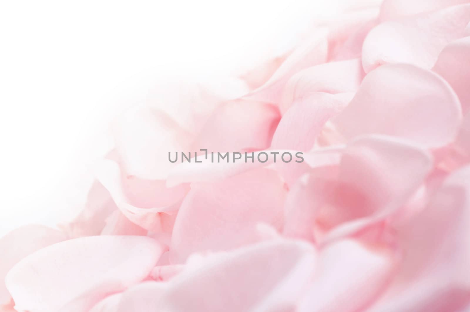 Abstract background of fresh pink rose petals