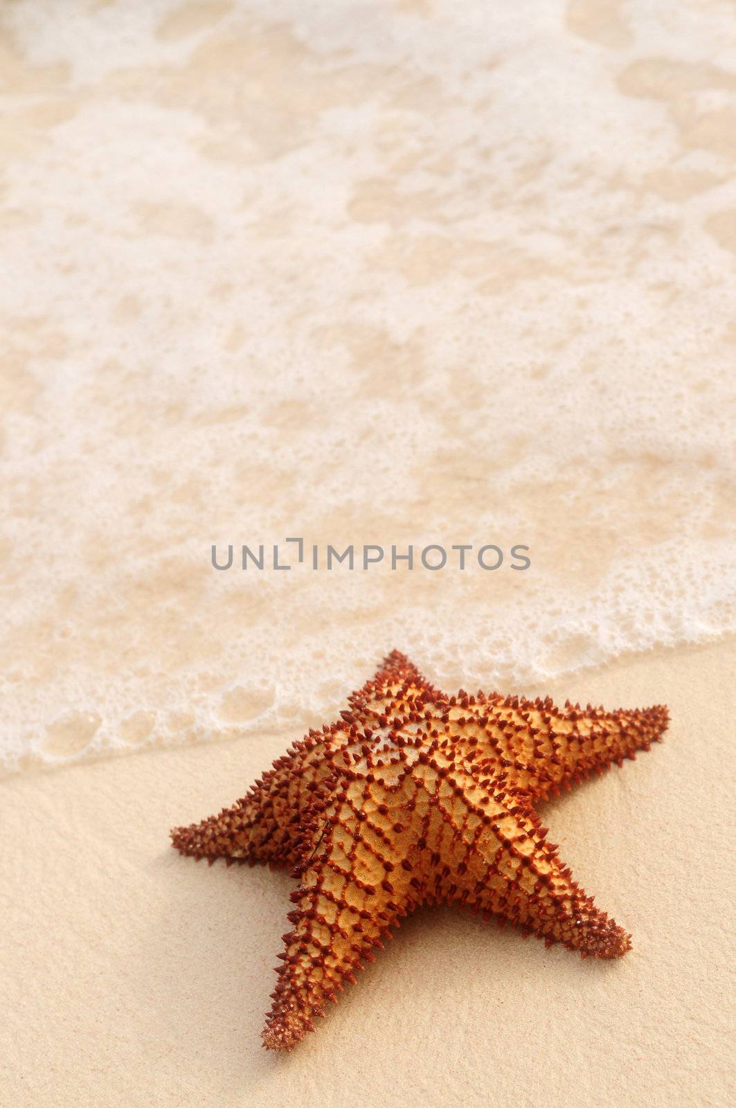 Starfish and ocean wave by elenathewise