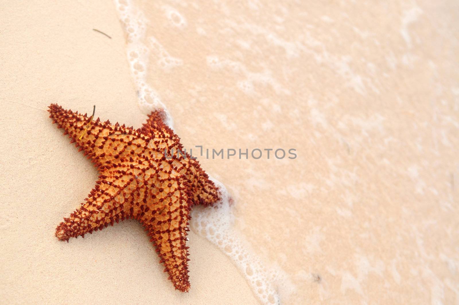 Starfish and ocean wave on sandy tropical beach