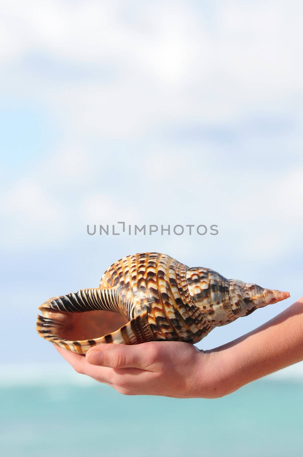 A hand holding a large seashell on tropical beach background