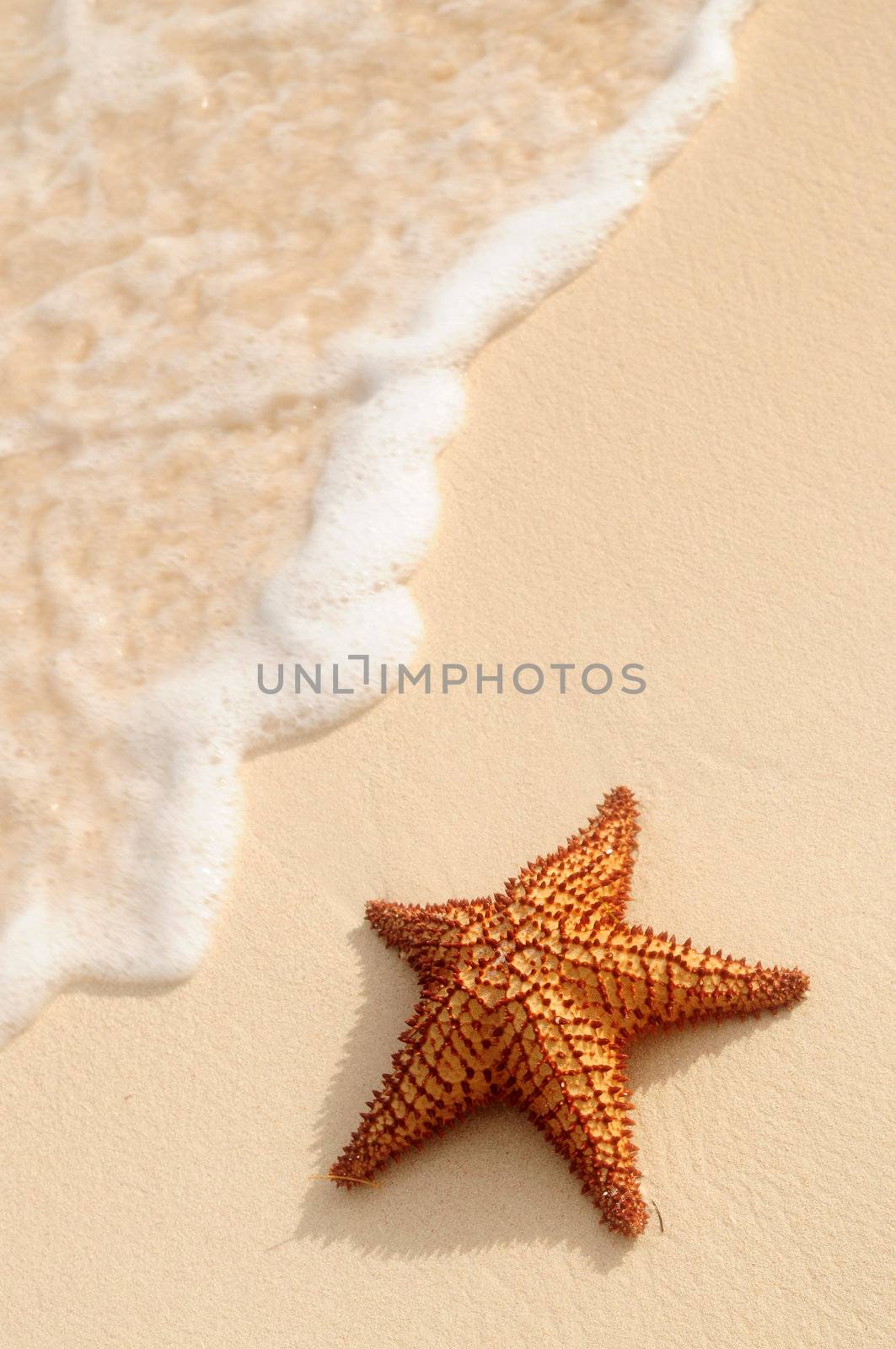 Starfish and ocean wave on sandy tropical beach