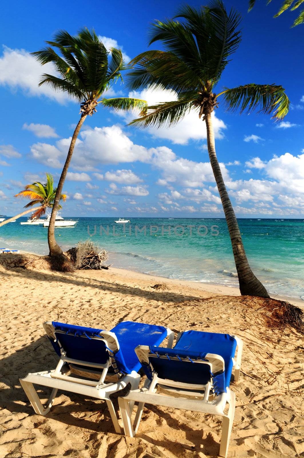 Sandy beach of tropical resort with palm trees and reclining chairs