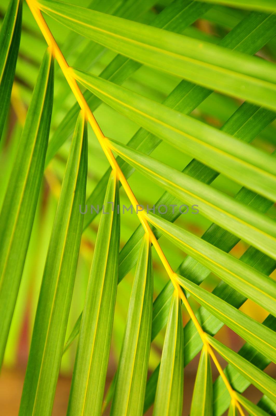 Botanical background of green palm tree leaves close up