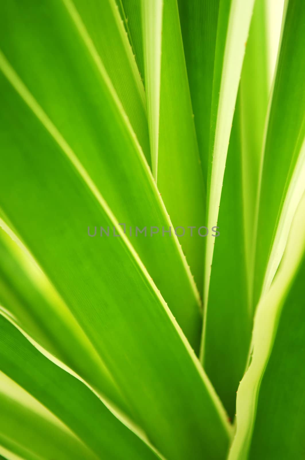 Closeup on green leaves of tropical plant