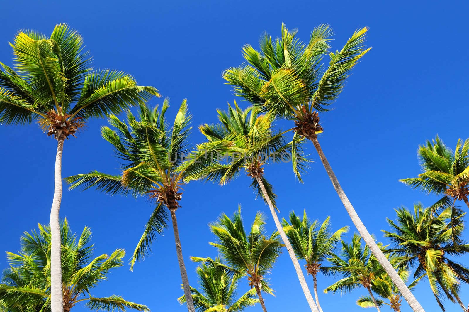 Palms on blue sky by elenathewise