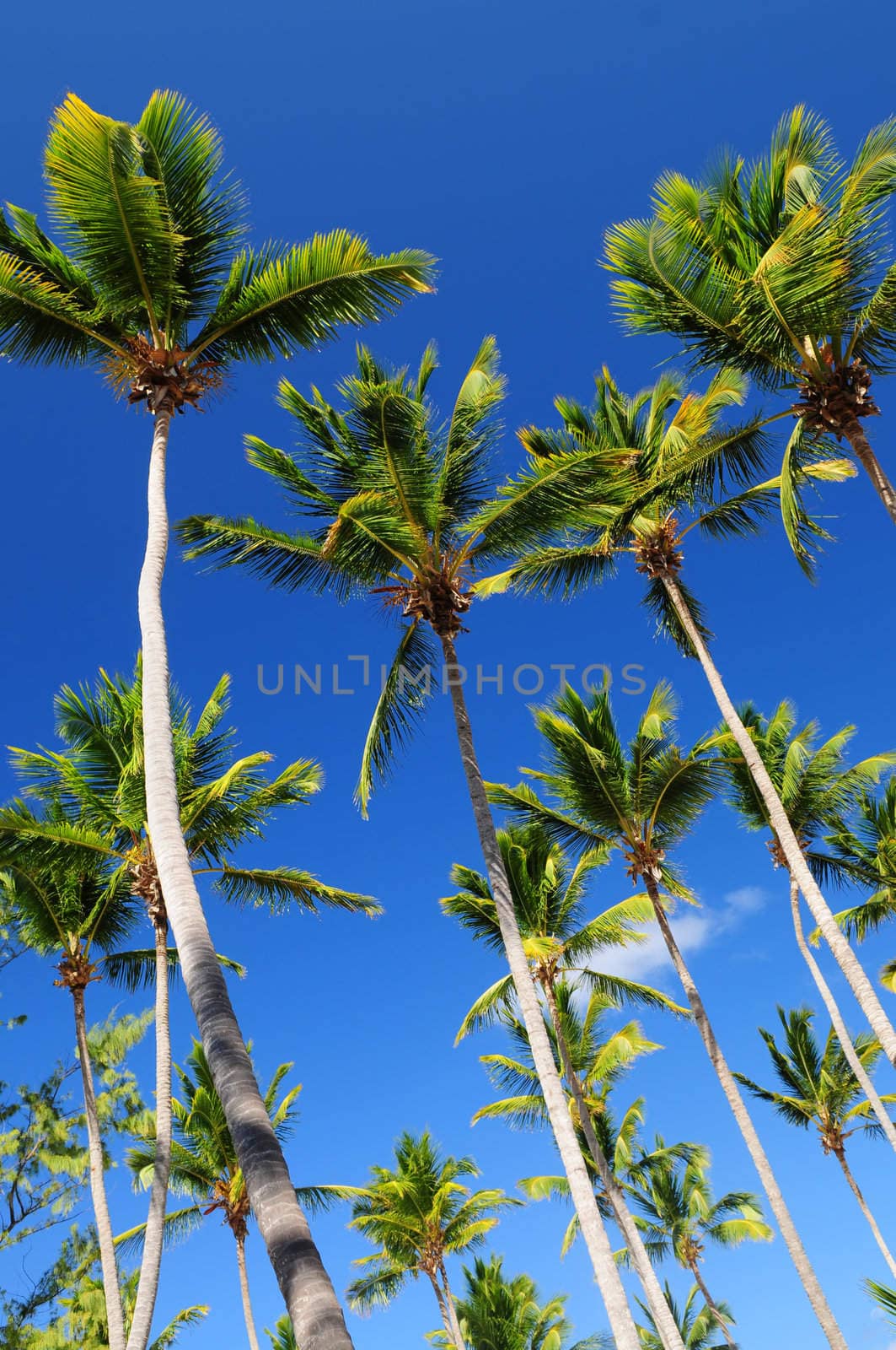 Lush green palm trees on blue sky background