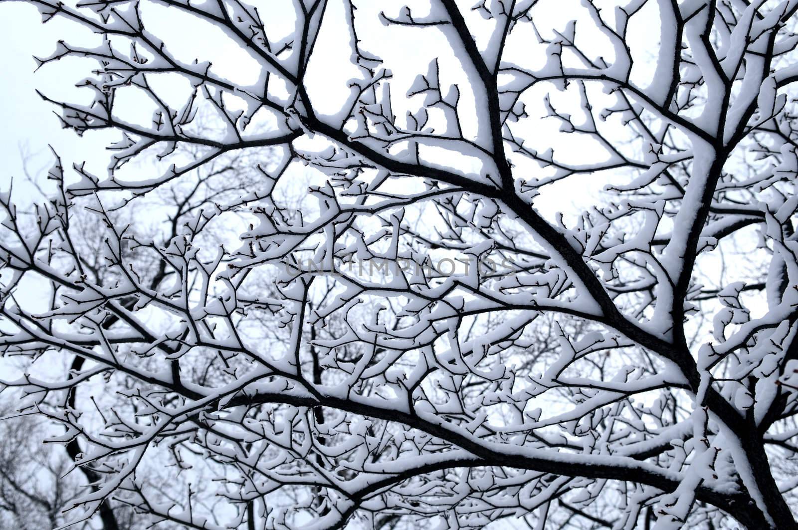 Branch of a winter tree covered with snow