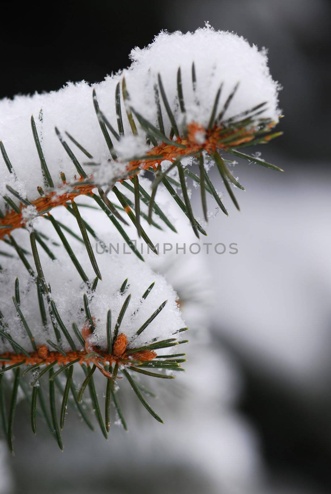 Snowy spruce branches by elenathewise