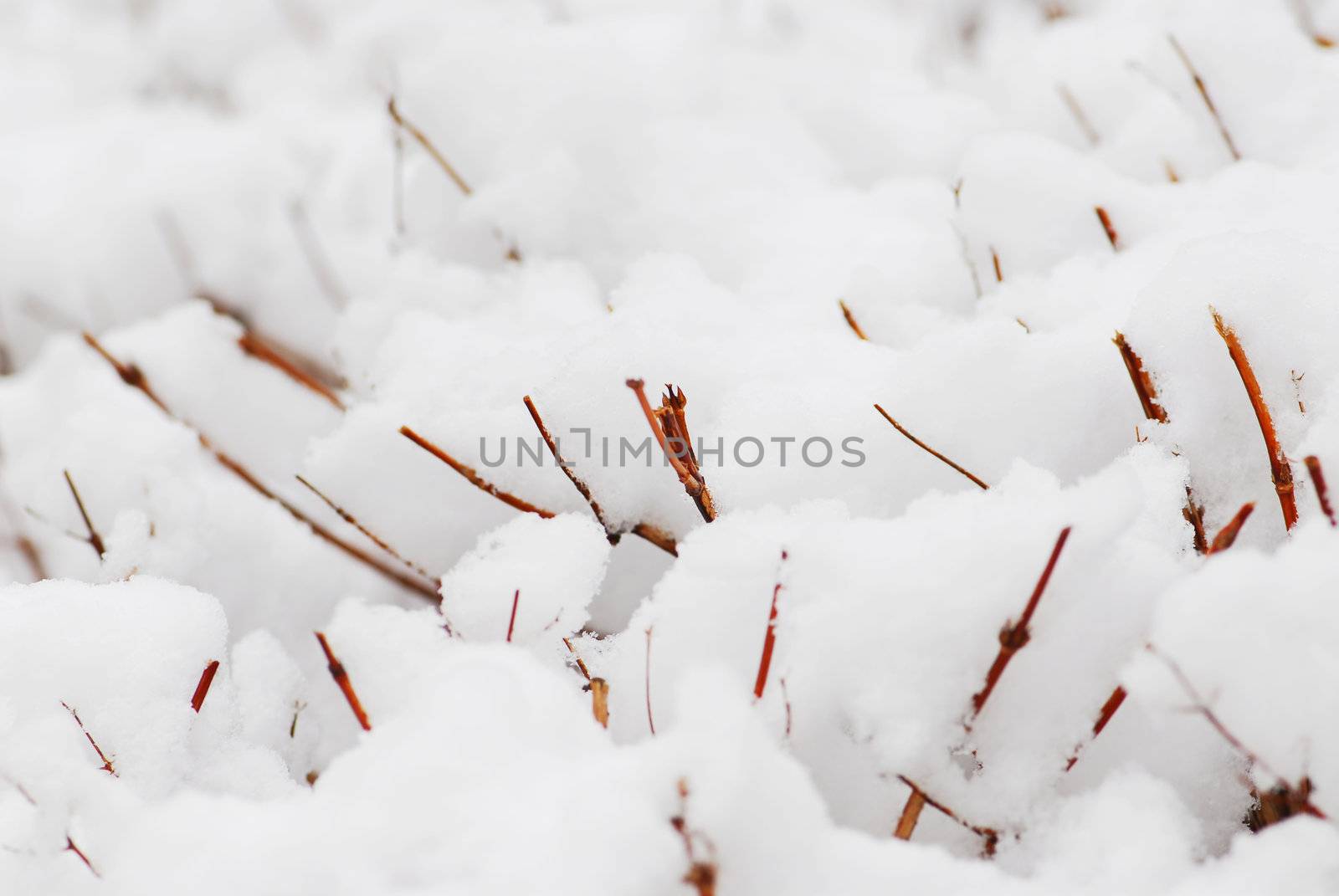 Shrub branches covered with heavy snow, natural background