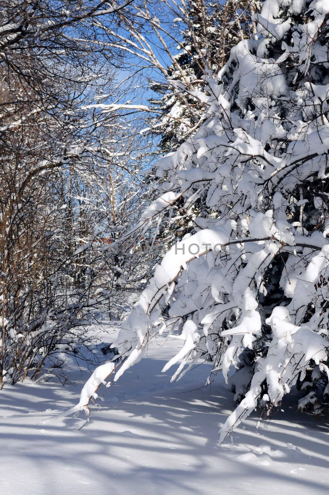 Winter landscape of a sunny forest after a heavy snowfall