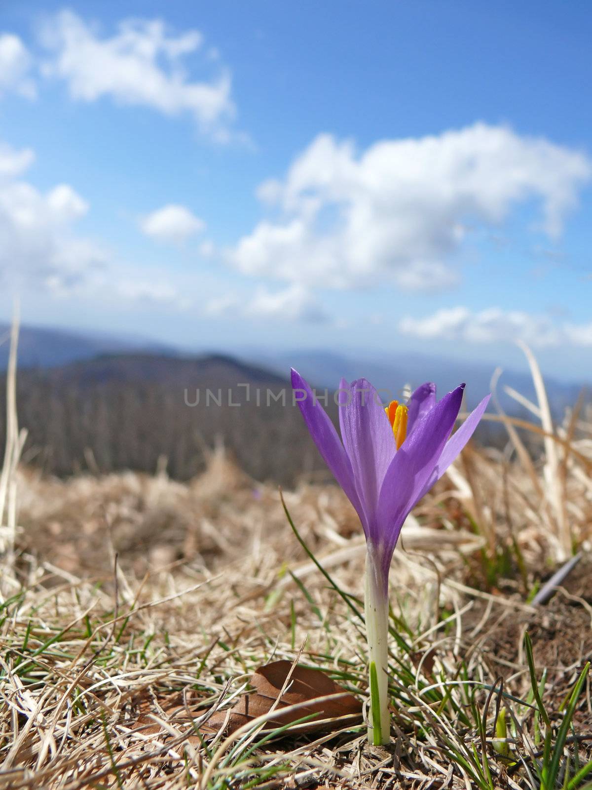 a pourple flower in mountain