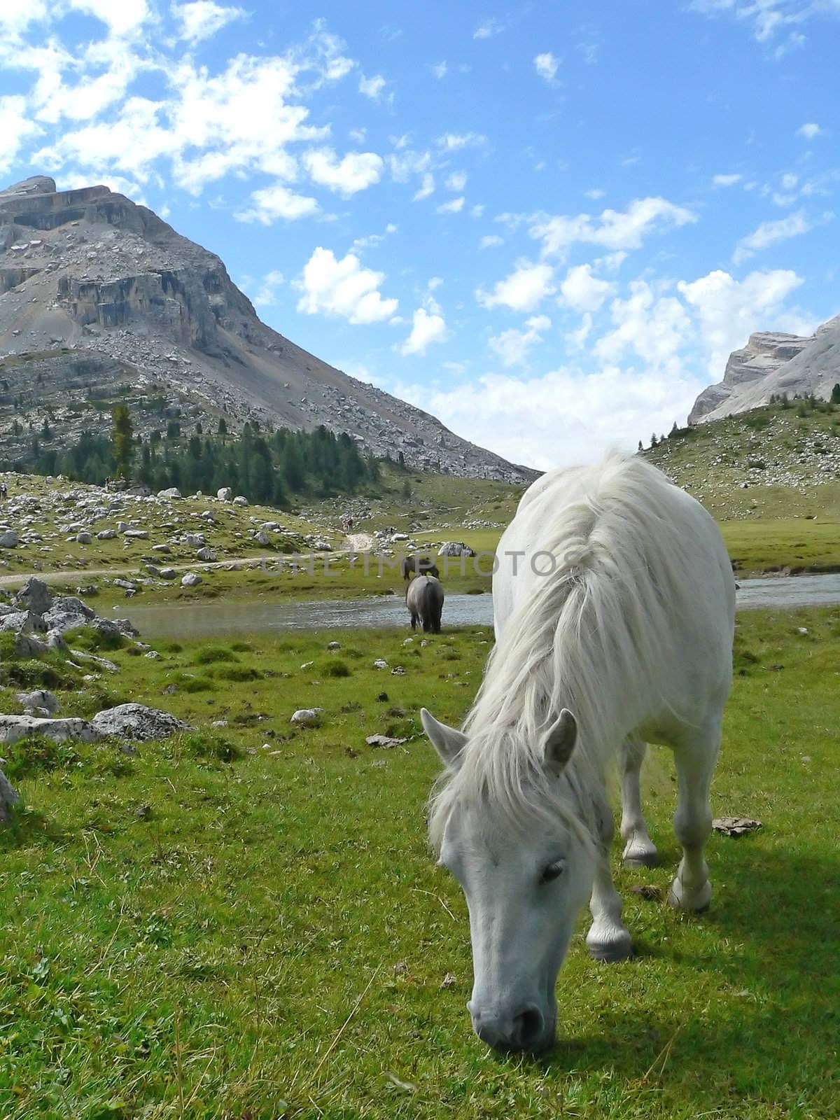 white horse in mountain