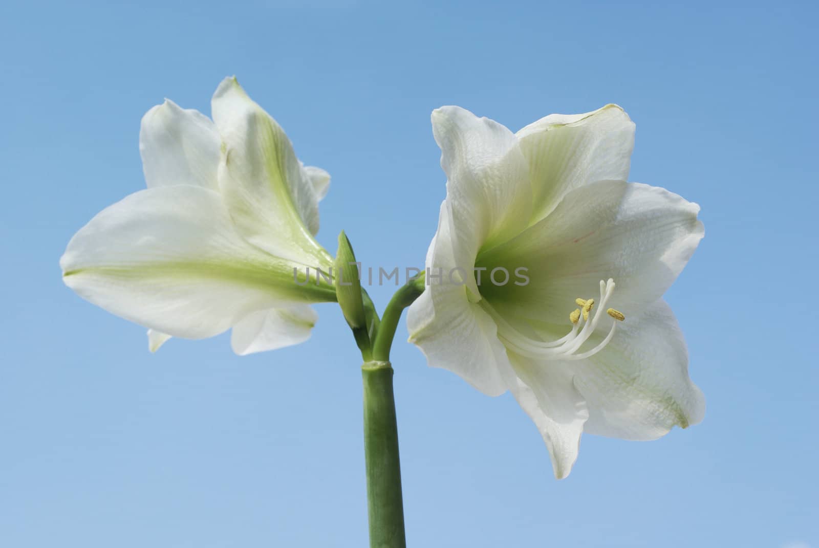 White amaryllis in bloom, on a blue background.
