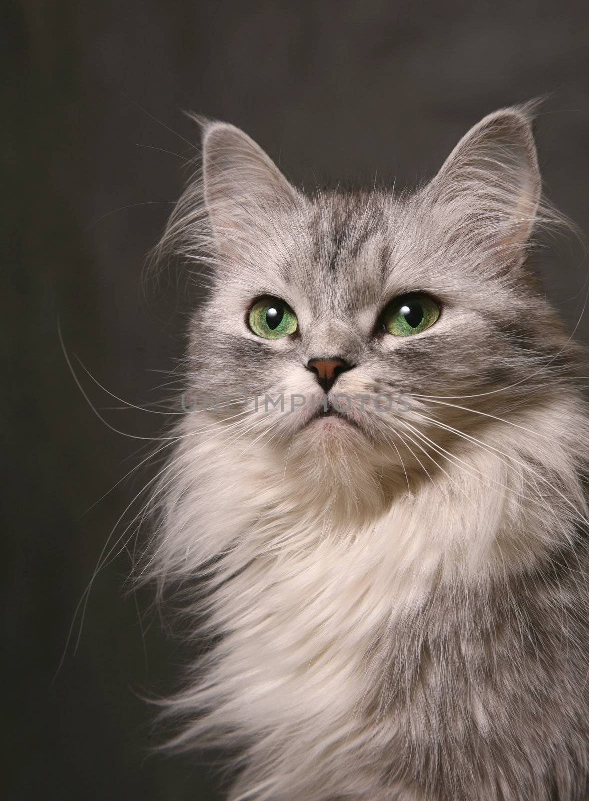 Portrait of a cat close-up in studio