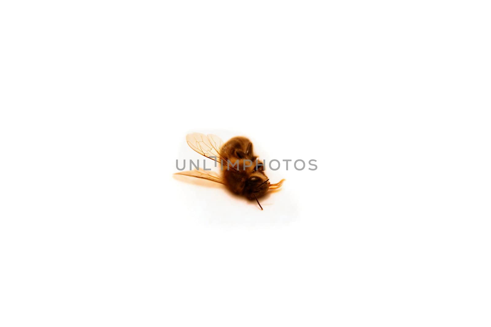 a dead bee isolated on white with shadows