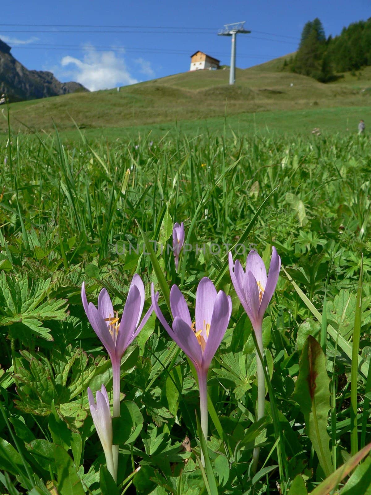 pourple flowers in a mountain landscape