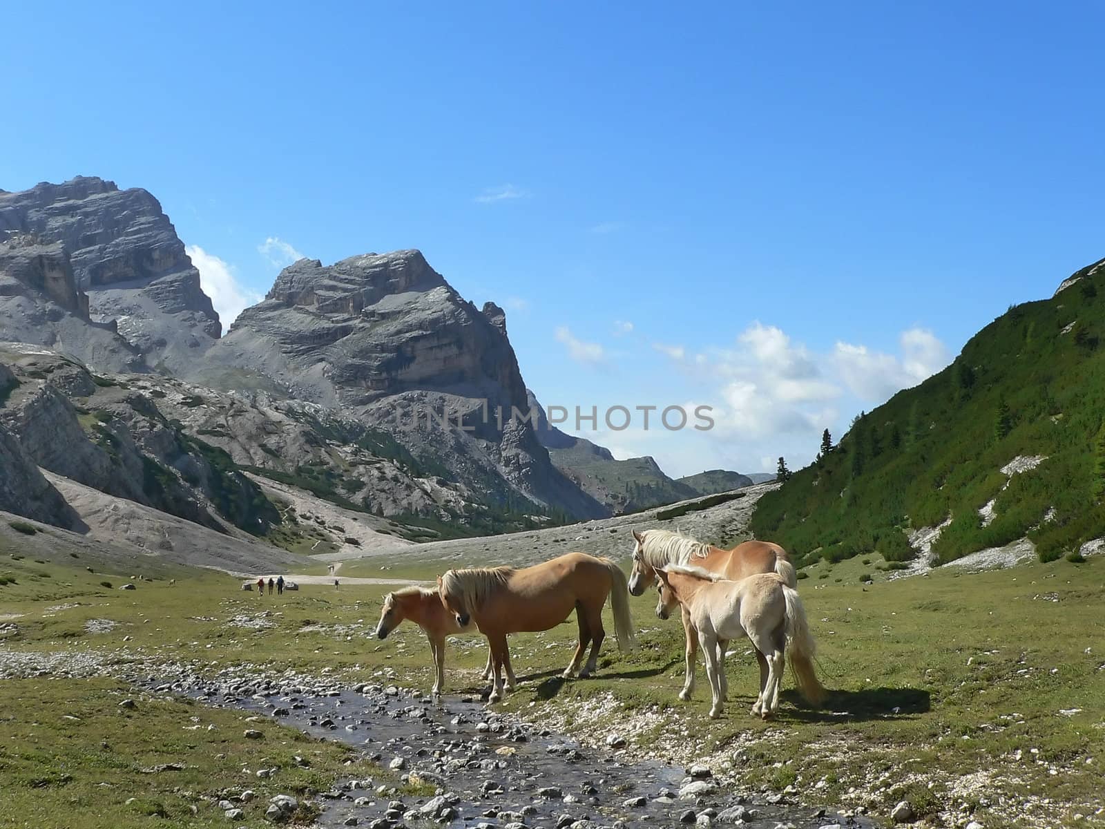 mountain landscape with horses
