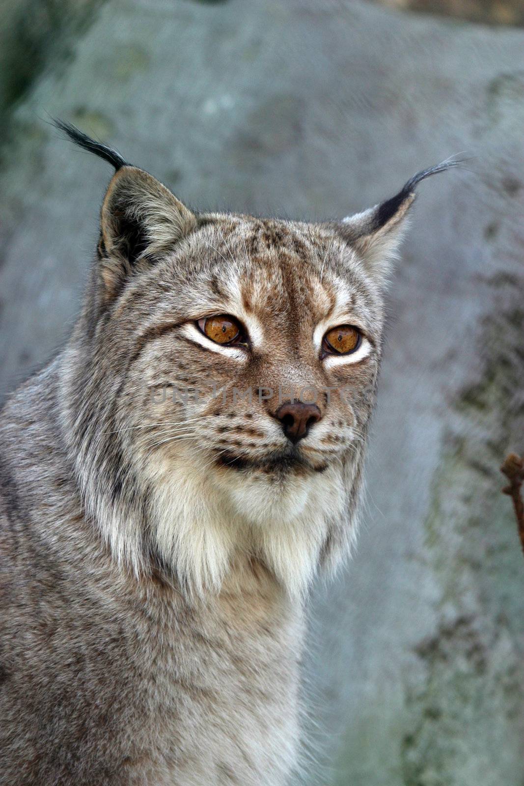 A lynx looking
