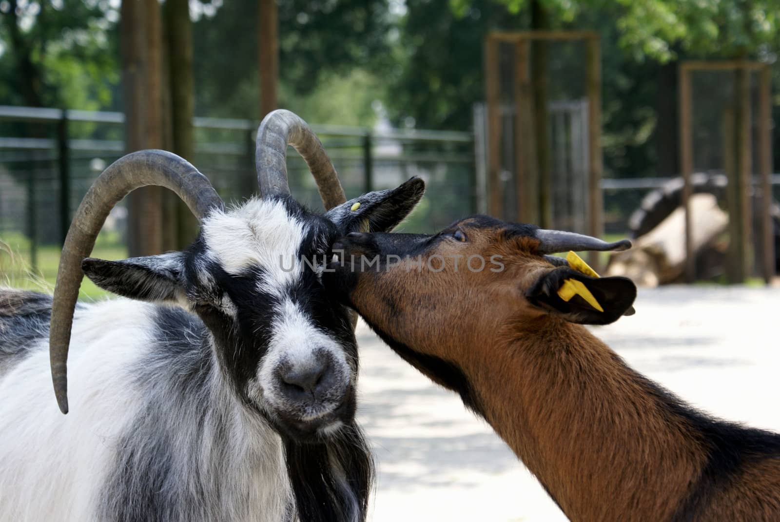 Goats. by SasPartout