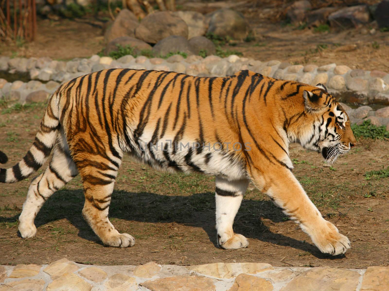 Tiger with mouth open, showing teeth. Moscow zoo