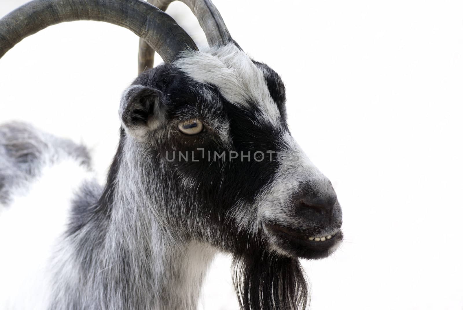 Portrait of a goat. by SasPartout