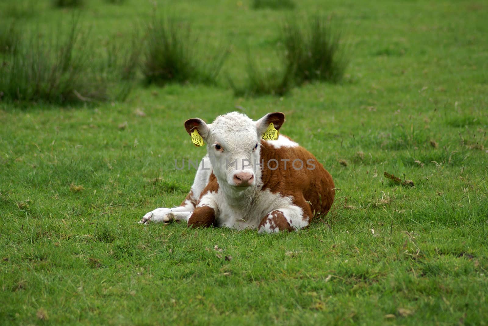 A calf resting in meadow.