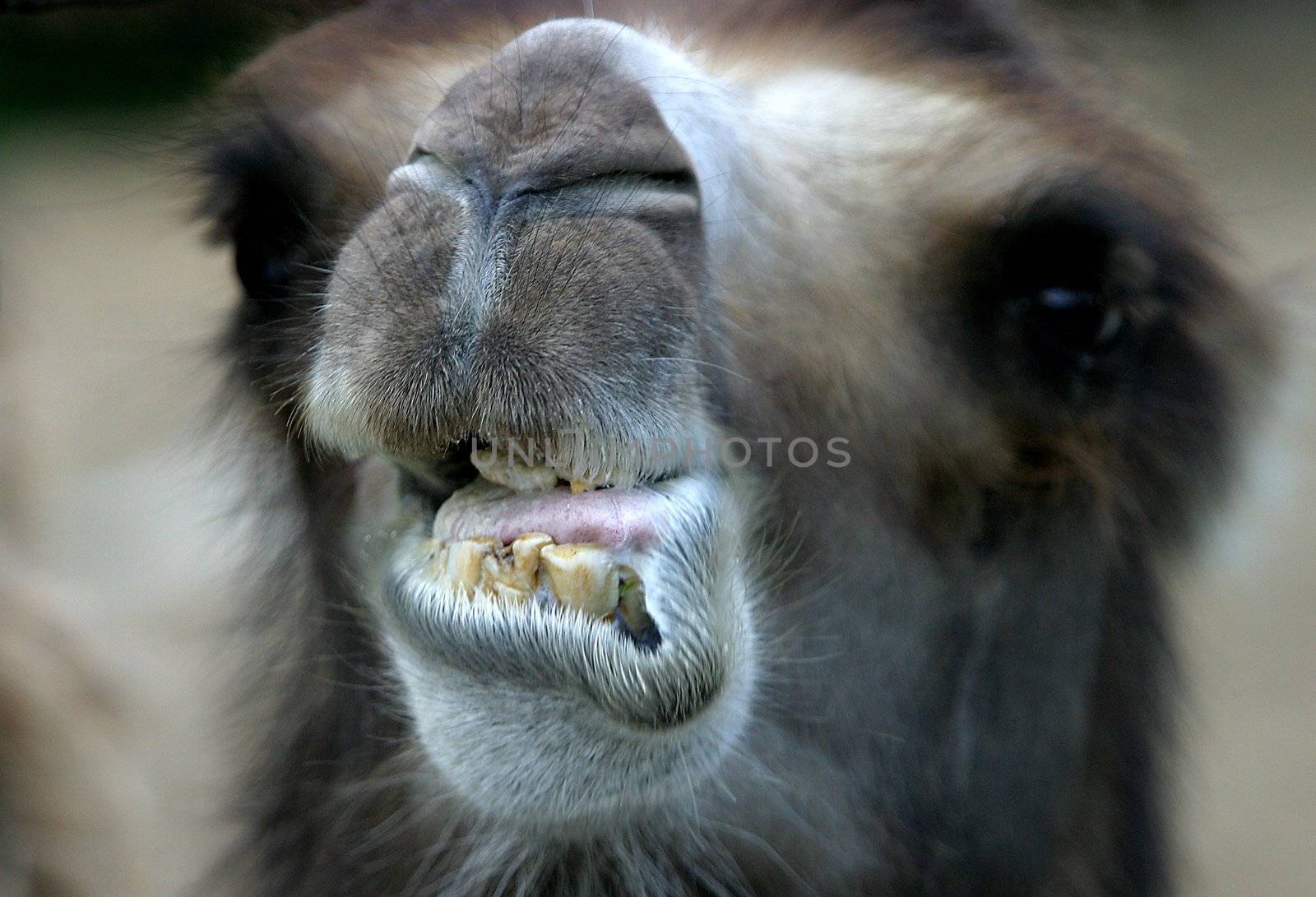 Head of a camel close-up