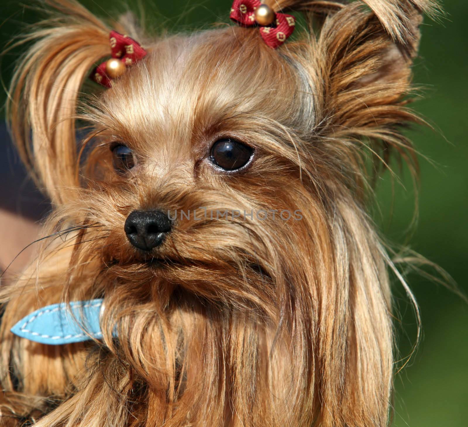 Yorkshire terrier by friday