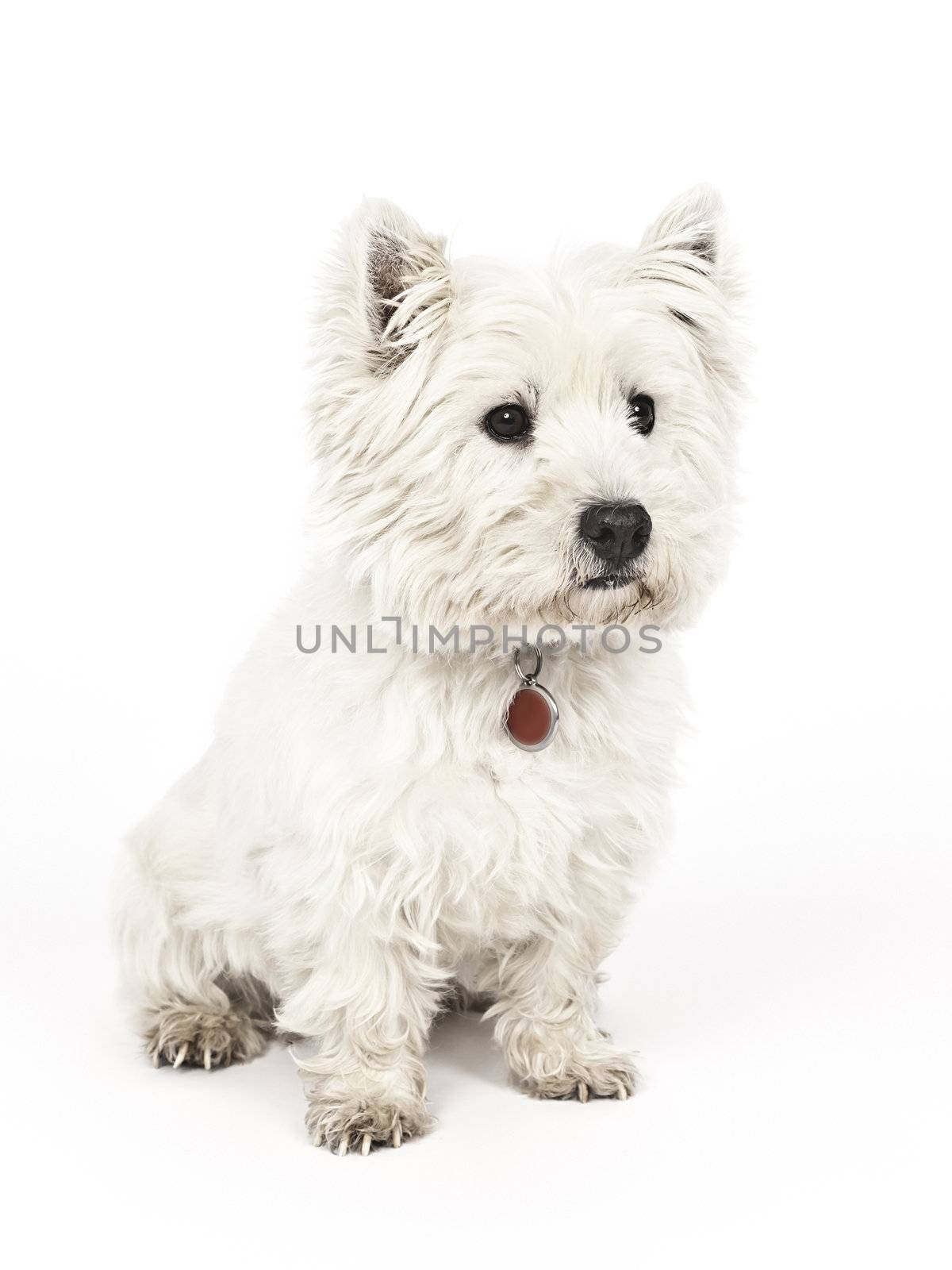 An image of a nice white Terrier