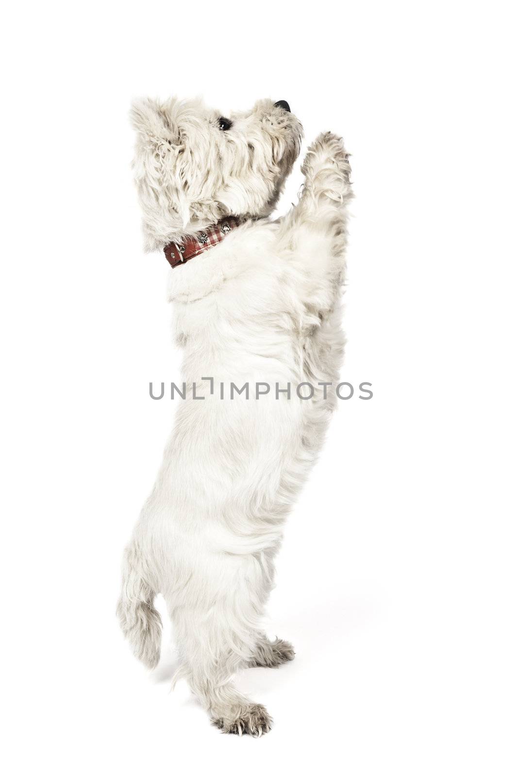 An image of a nice white Terrier