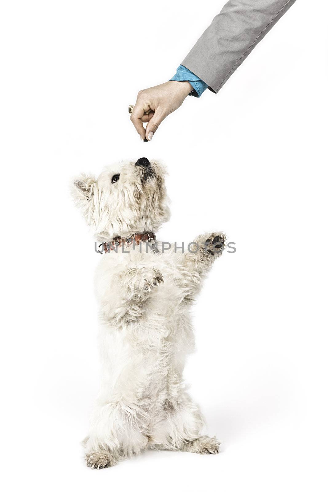 white Terrier by magann