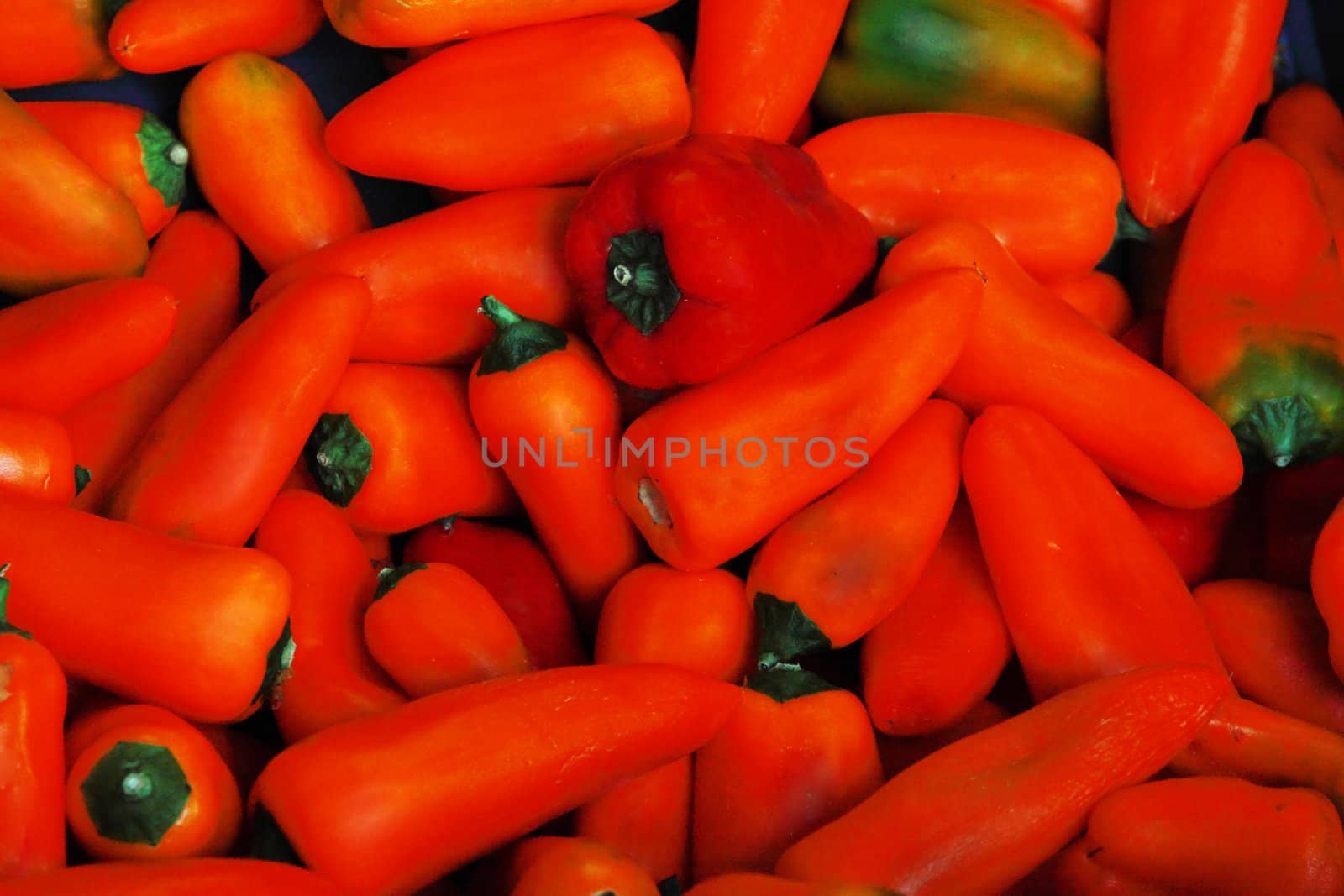 orange pepper by catolla