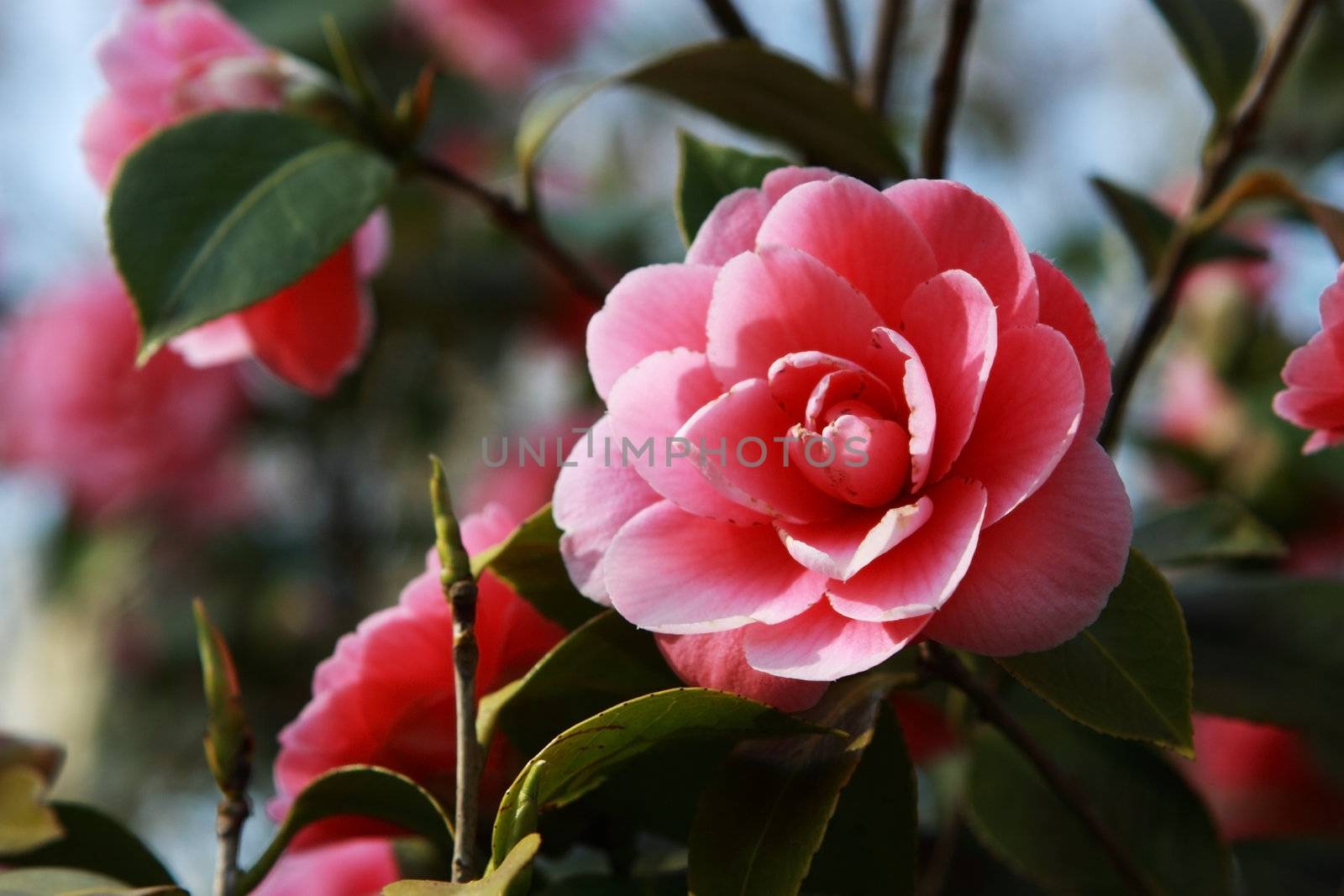 beautiful rose flower on the blossoming tree