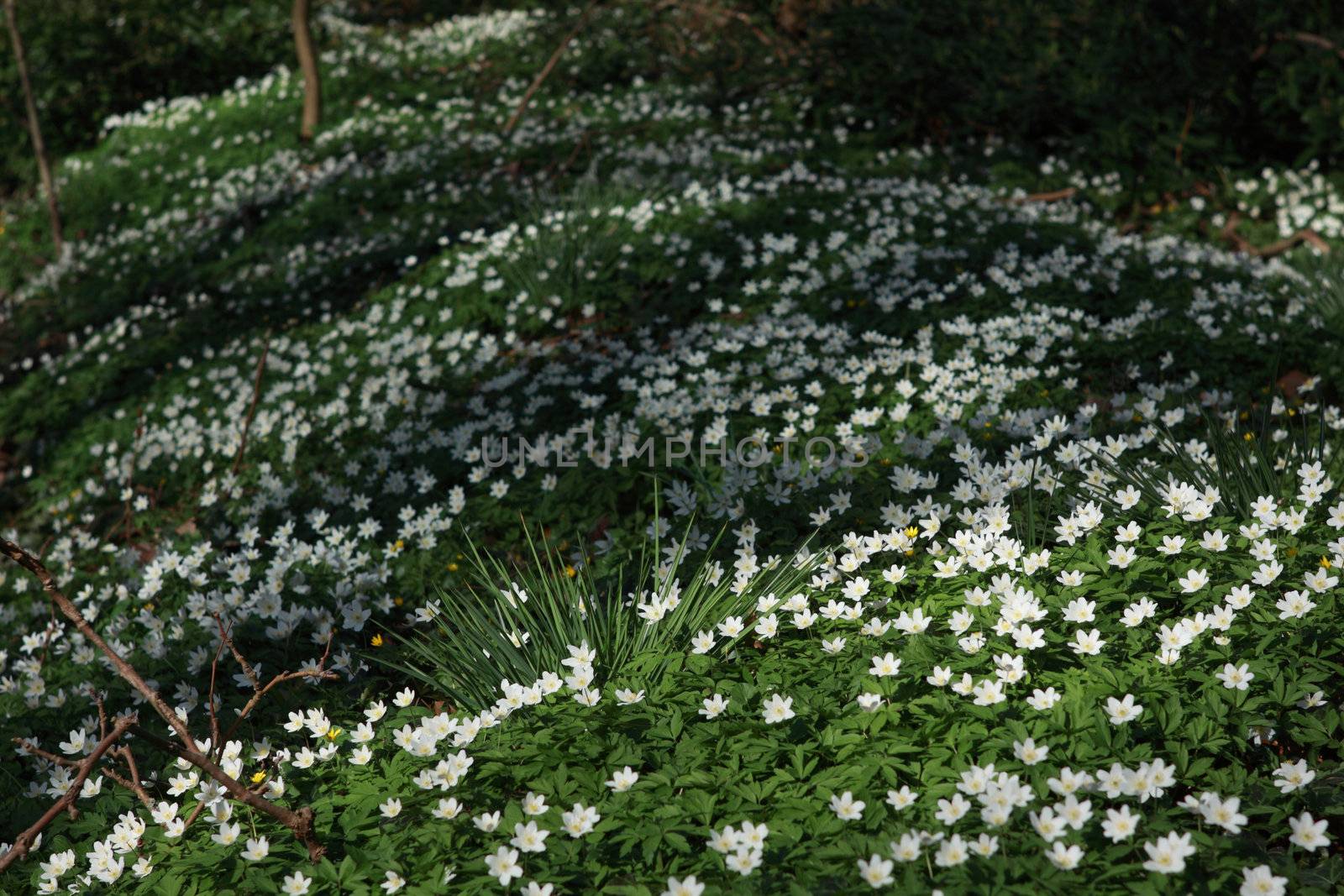 many white flowers growing naturally in the forest