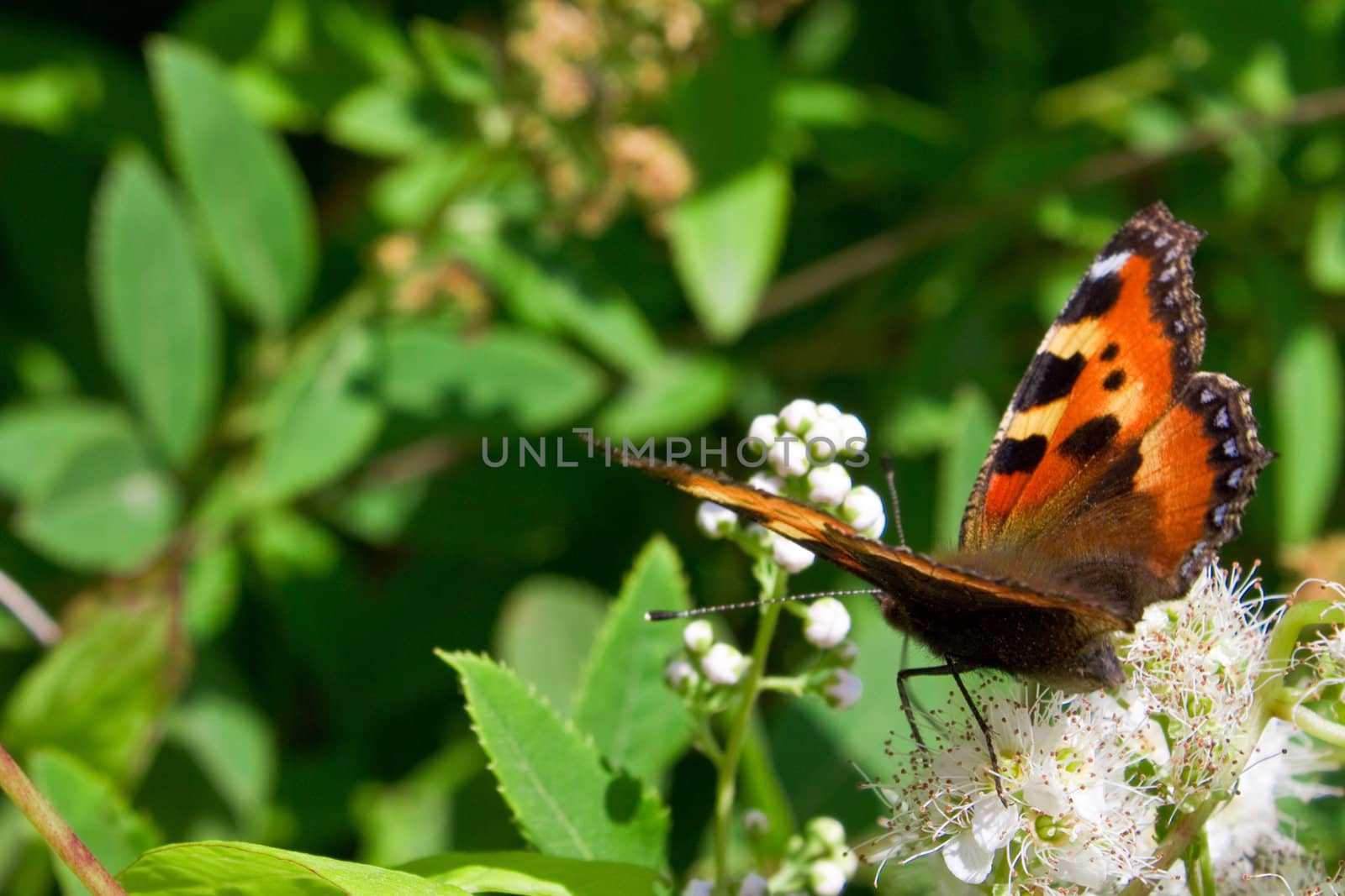 Butterfly on flower