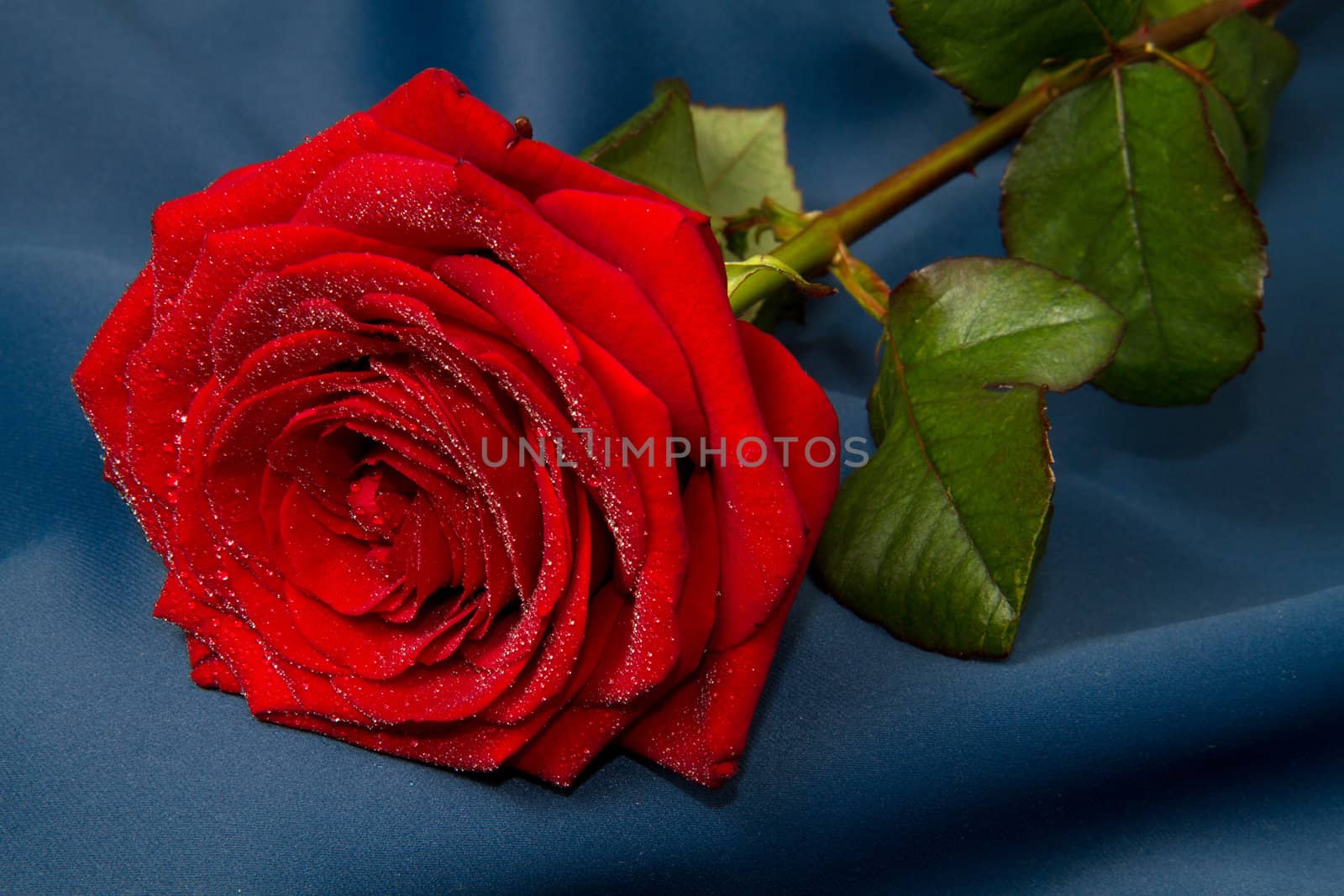 red rose on blue background