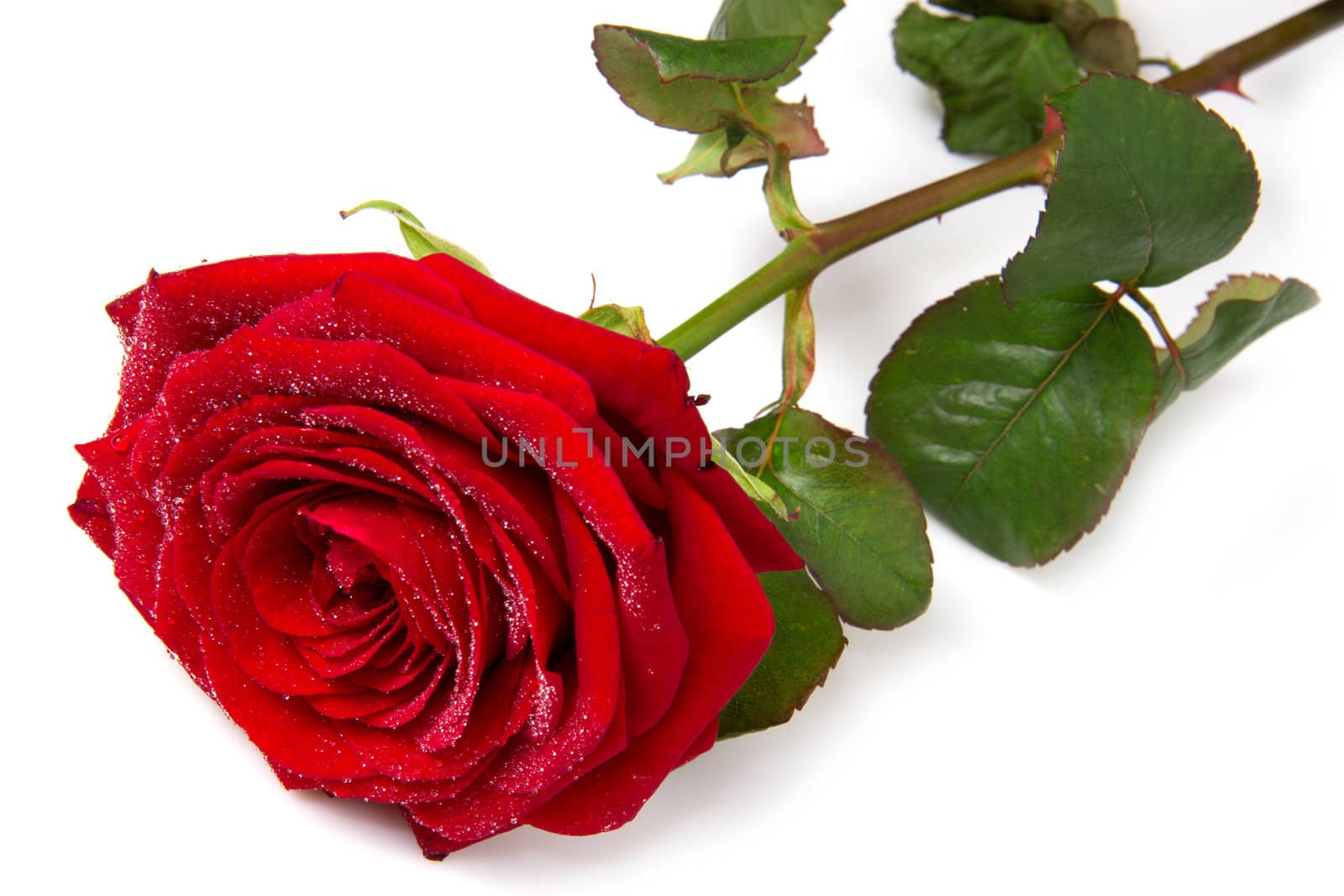 red rose isolated on white background