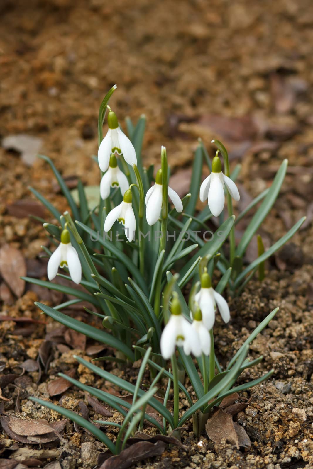 Snowdrop bloom in springtime by artush