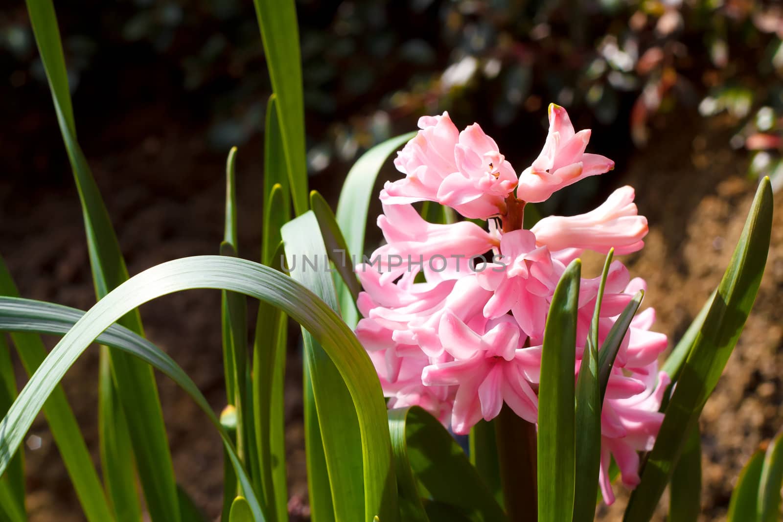 pink hyacinth by artush