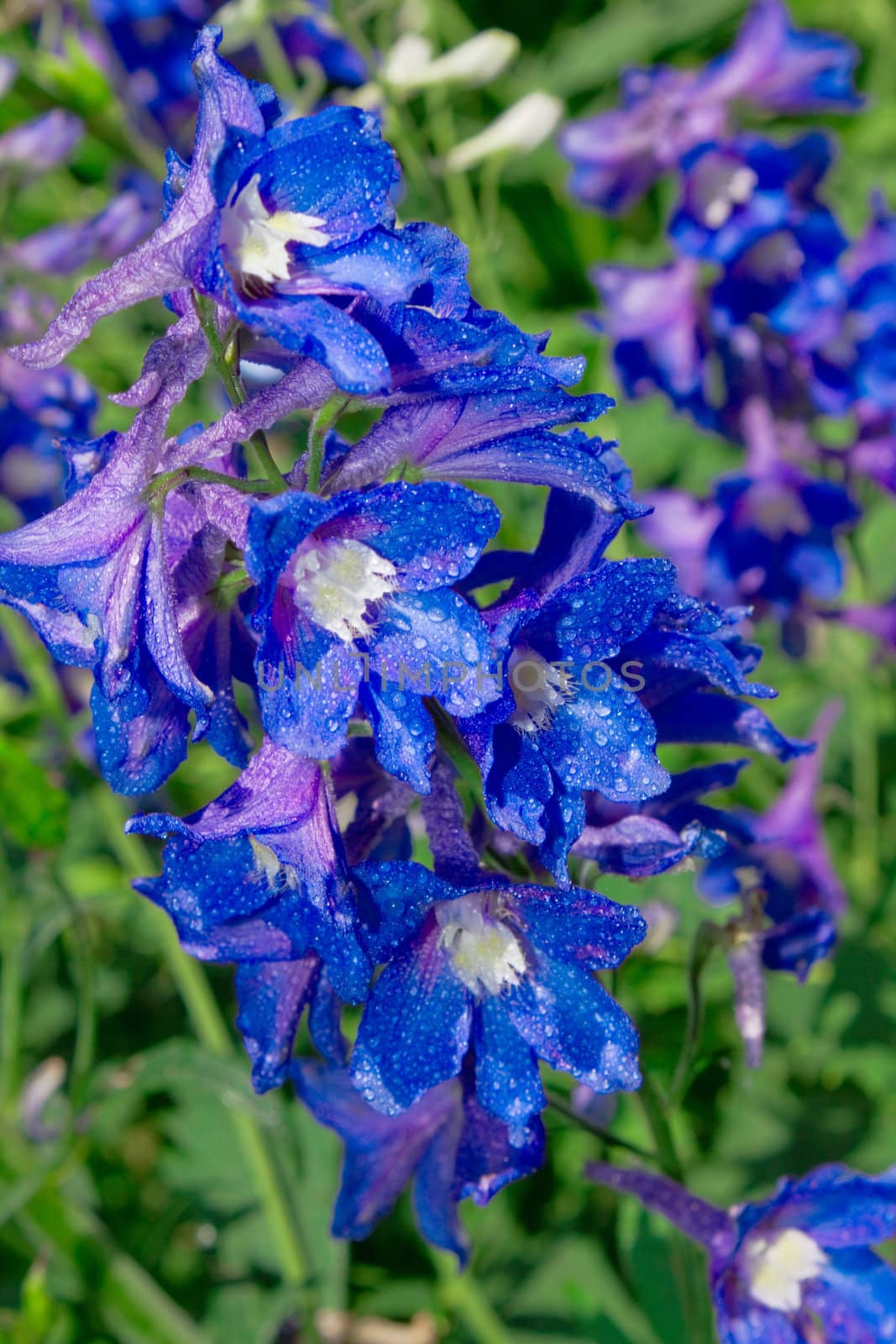 Blossom delphinium outdoors