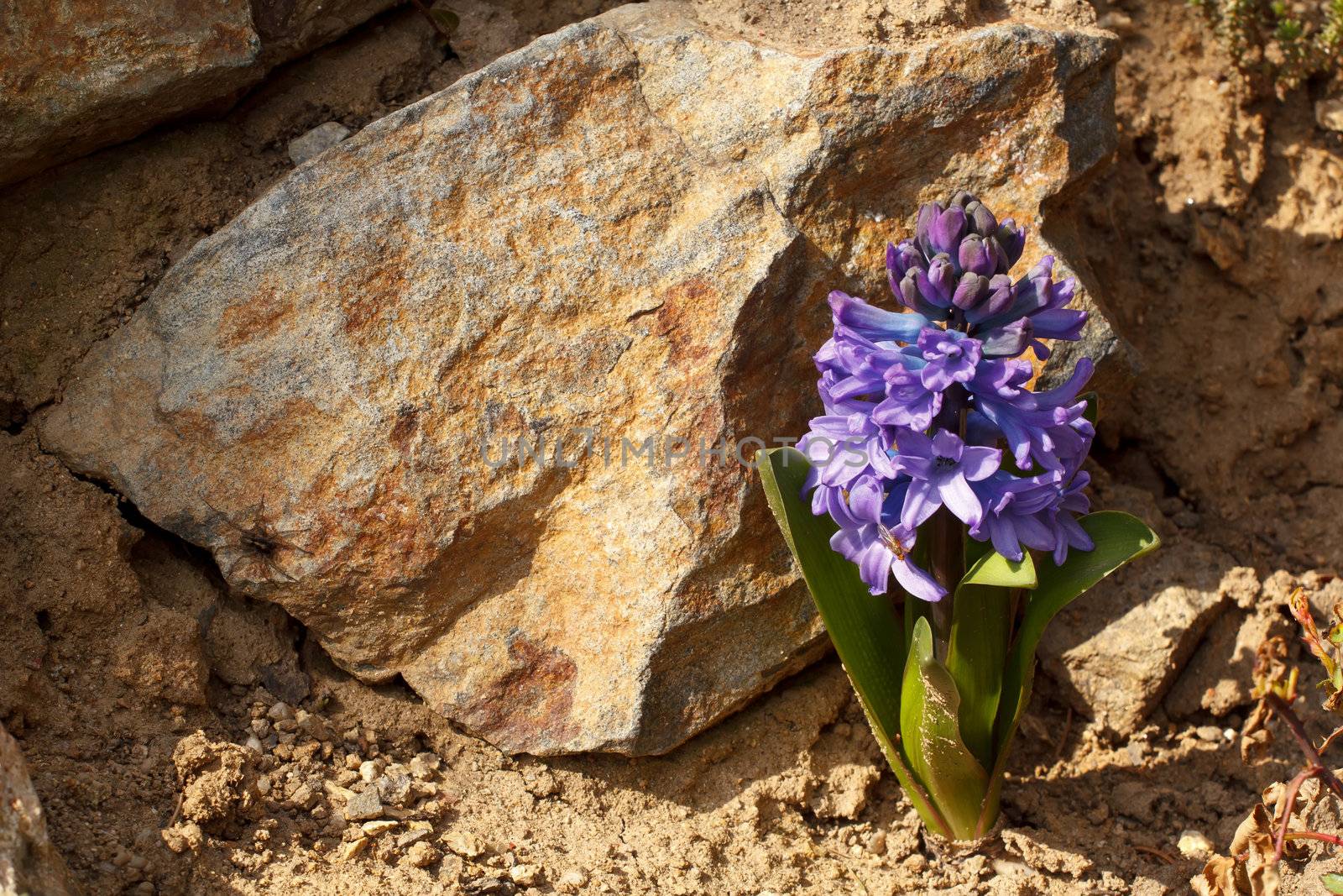 blue hyacinth flower in spring garden in sunny day