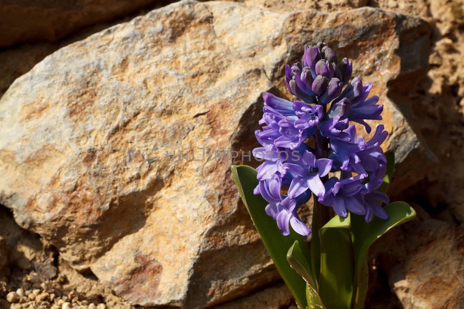 blue hyacinth flower  by artush