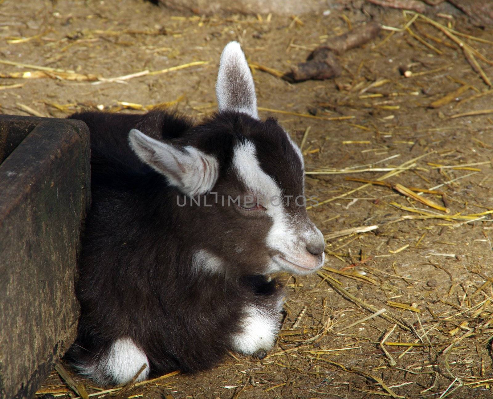 Naughty kid goats by FotoFrank