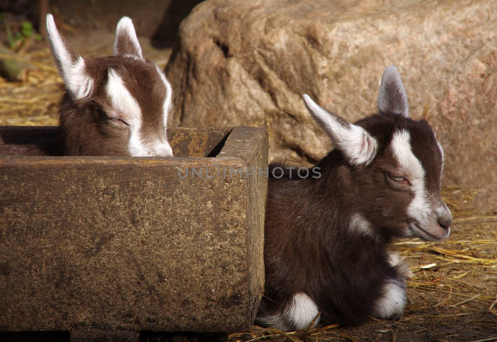 Naughty kid goats by FotoFrank